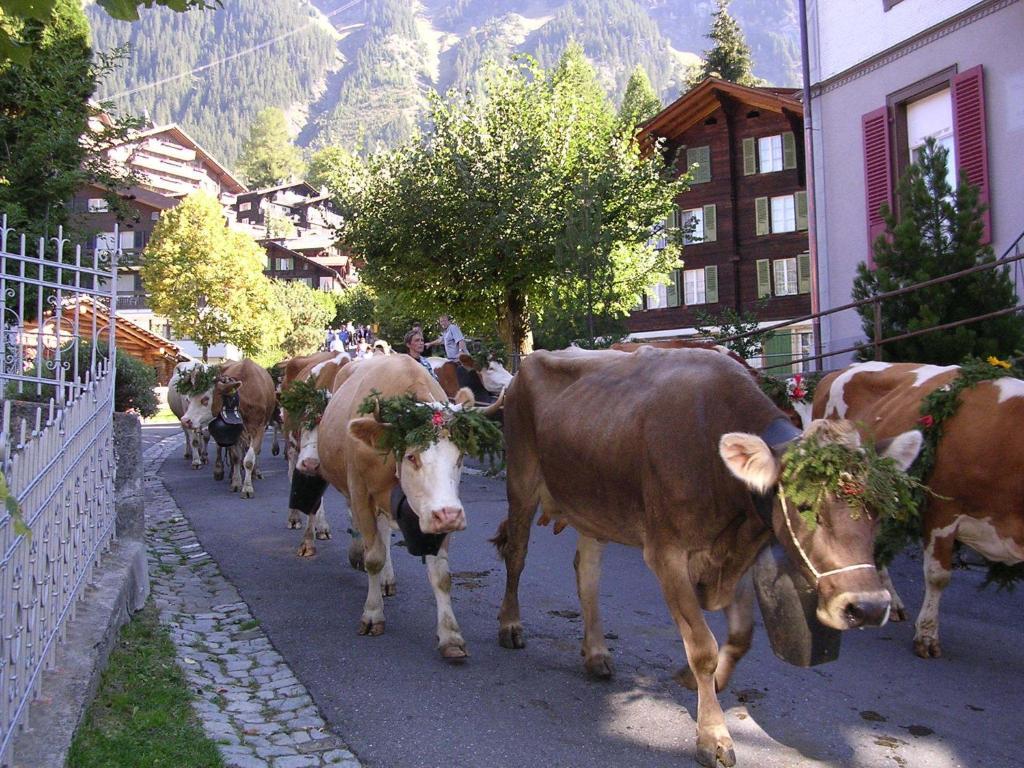 Chalet Acheregg 벤겐 외부 사진